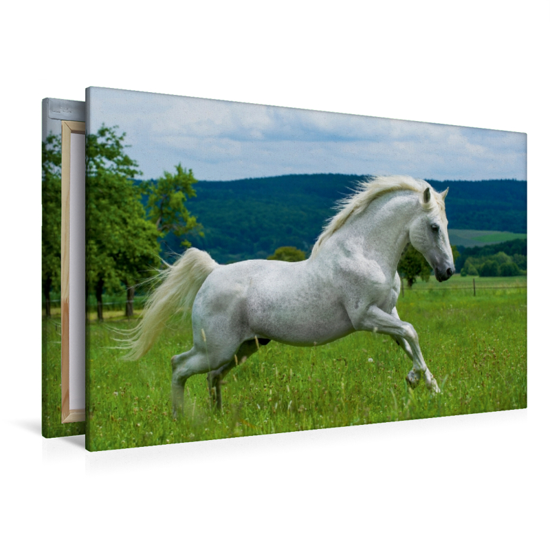 Lipizzaner Hengst