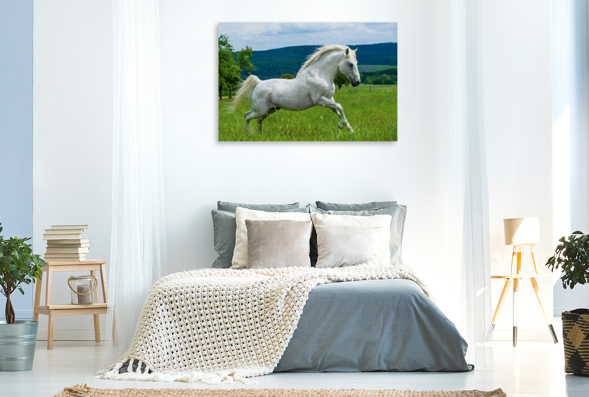 Lipizzaner Hengst