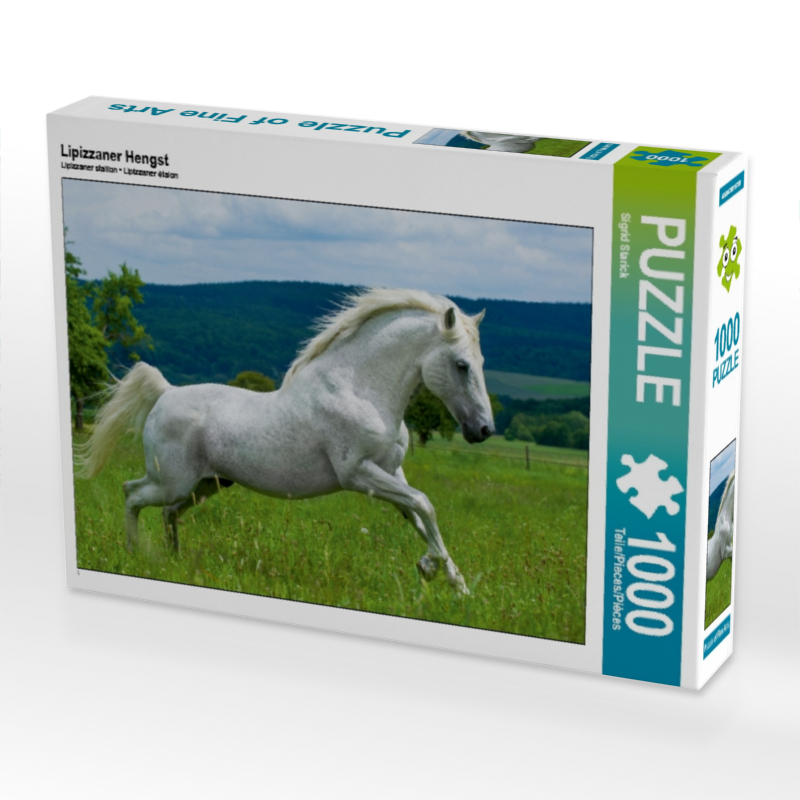 Lipizzaner Hengst