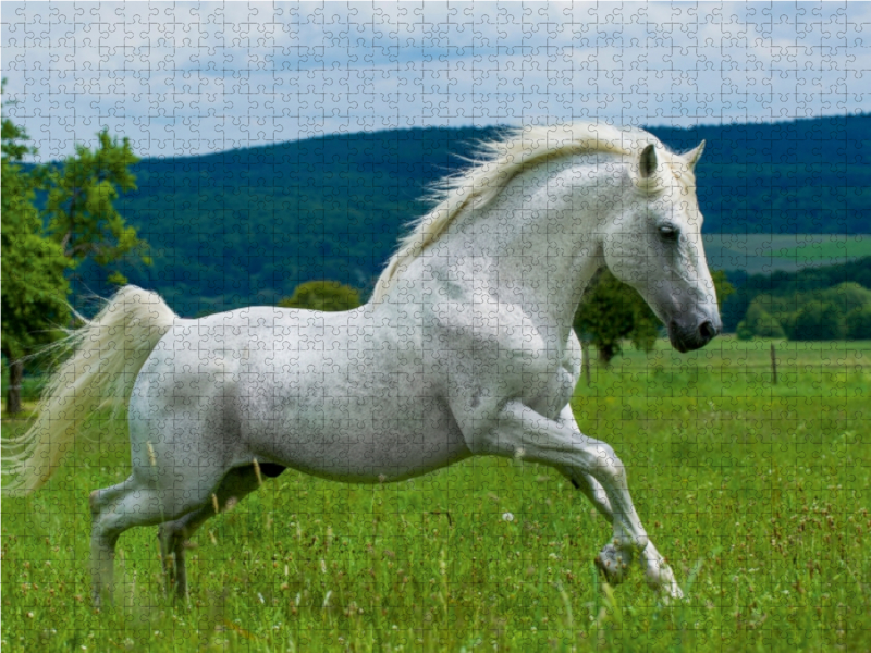 Lipizzaner Hengst