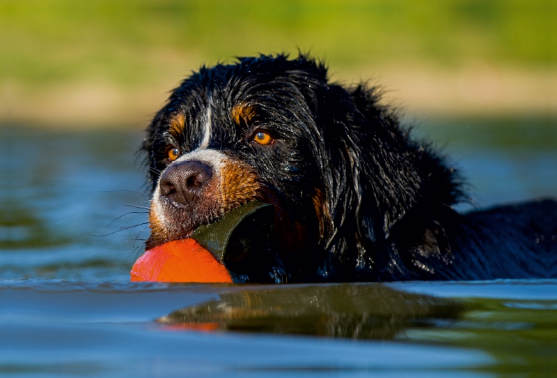 Berner Sennenhund Javaro