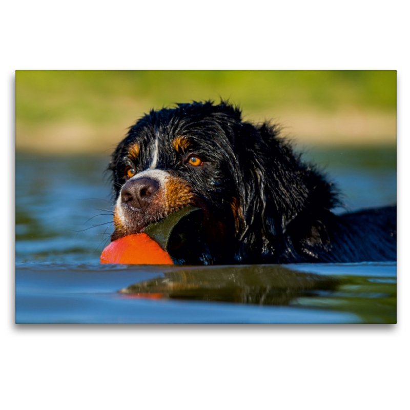 Berner Sennenhund Javaro