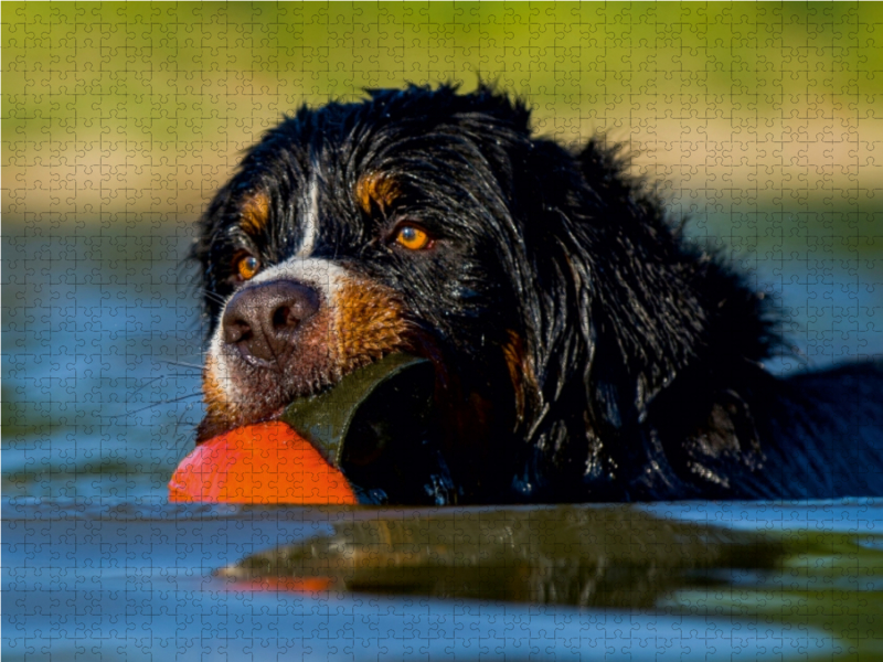 Berner Sennenhund Javaro