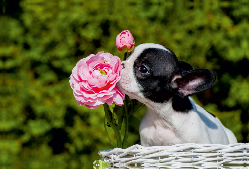 Kleiner Rosenkavalier - Französische Bulldogge