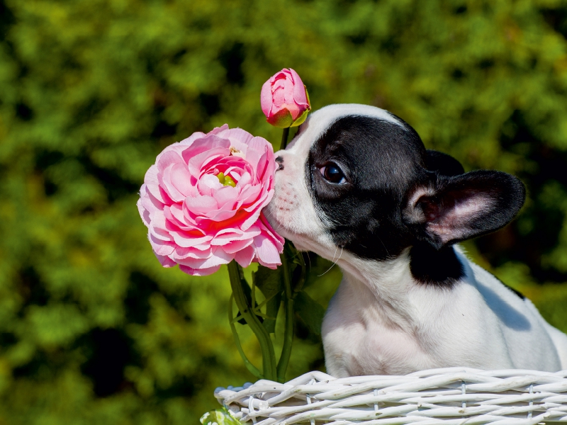 Kleiner Rosenkavalier - Französische Bulldogge