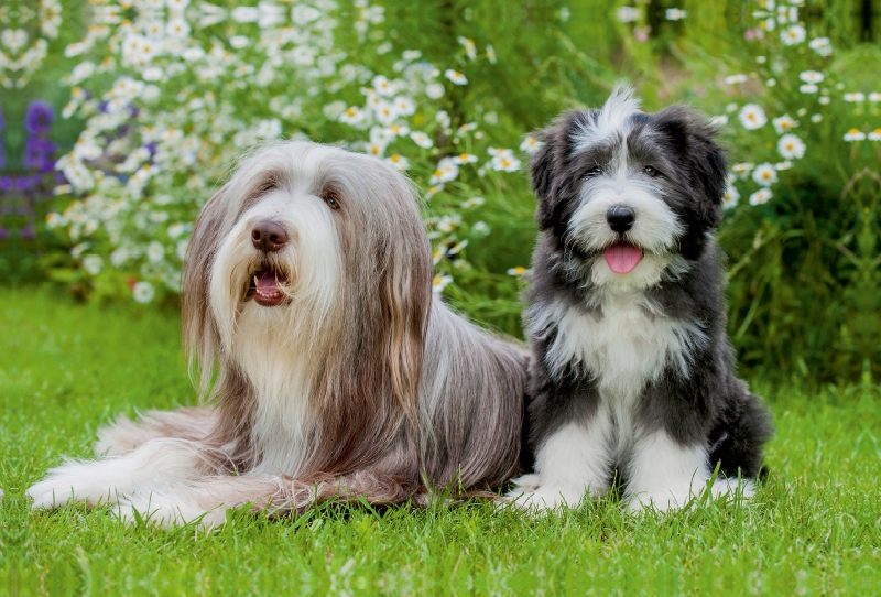 Bearded Collie Hündin und Welpe