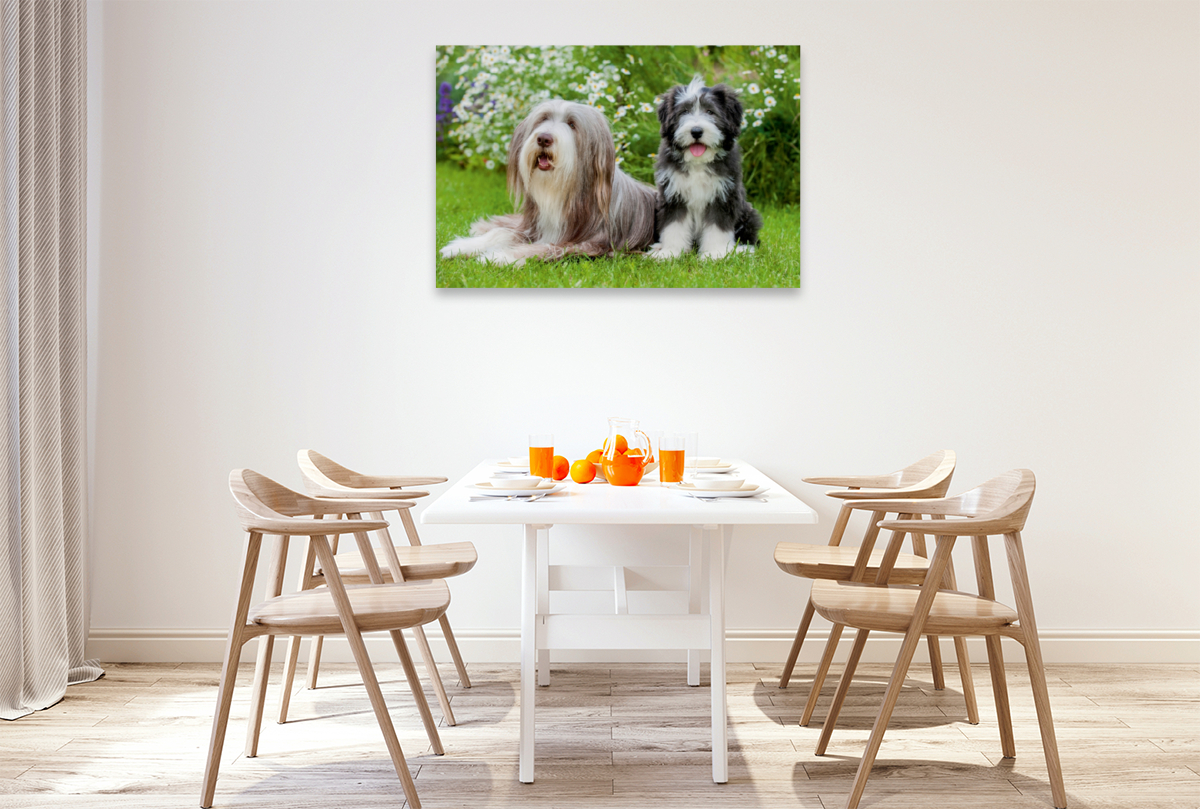 Bearded Collie Hündin und Welpe