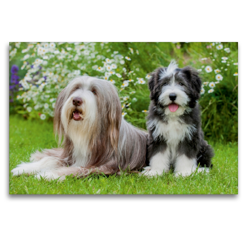 Bearded Collie Hündin und Welpe