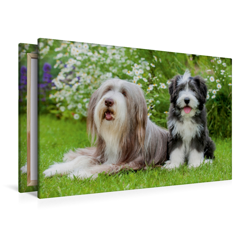 Bearded Collie Hündin und Welpe