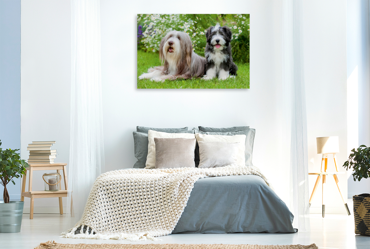 Bearded Collie Hündin und Welpe