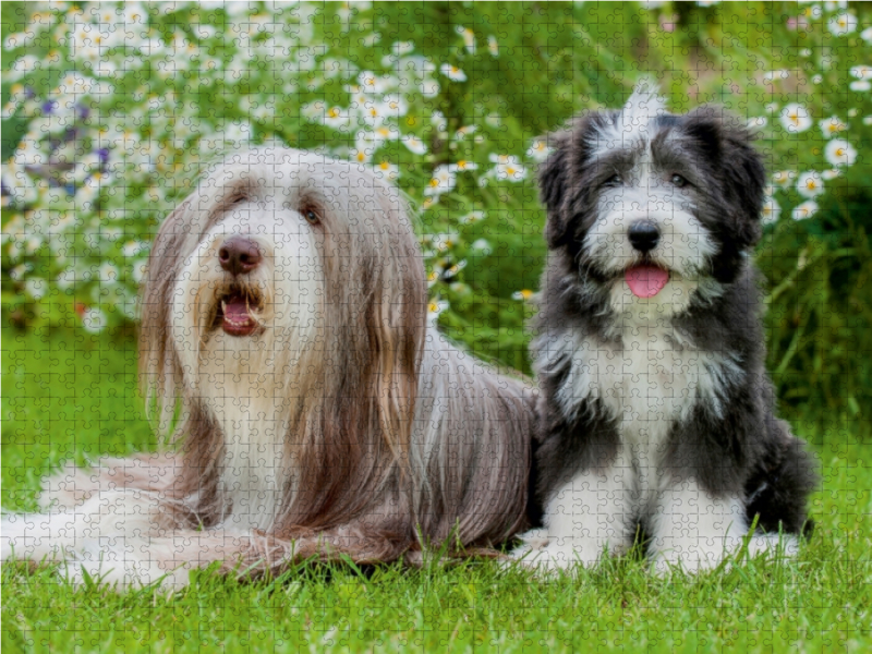 Bearded Collie Hündin und Welpe