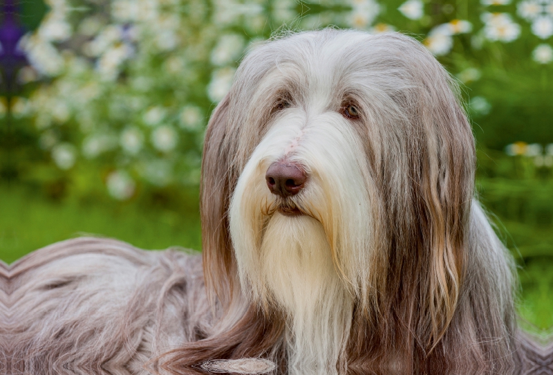 Bearded Collie Hündin