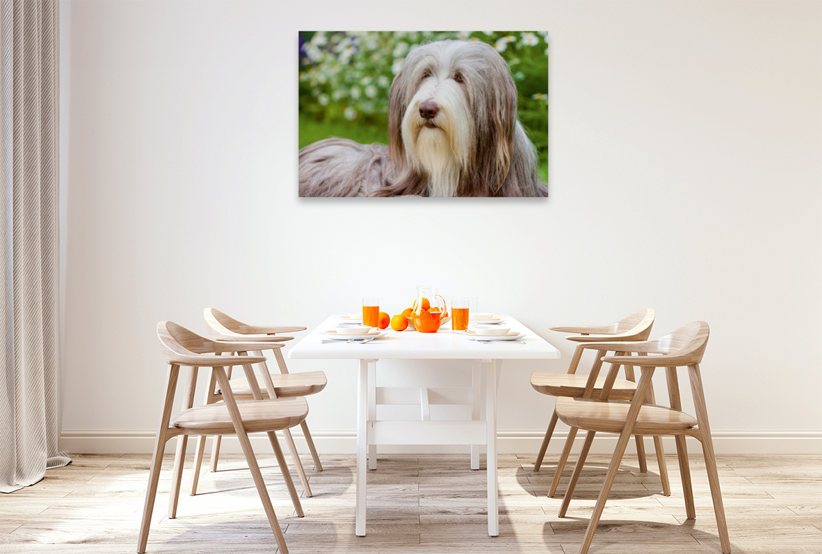 Bearded Collie Hündin