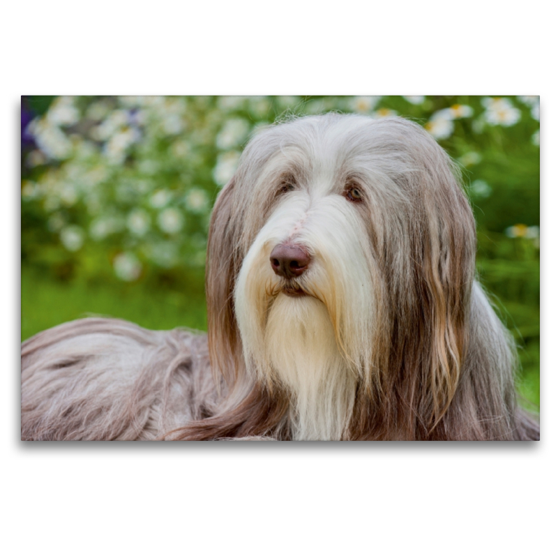 Bearded Collie Hündin