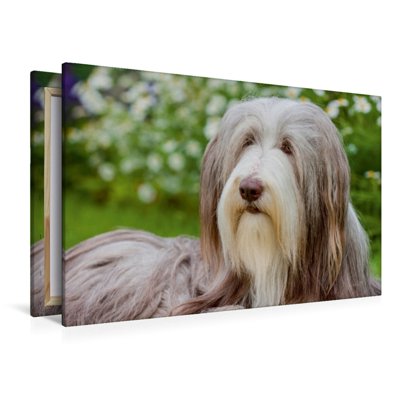 Bearded Collie Hündin