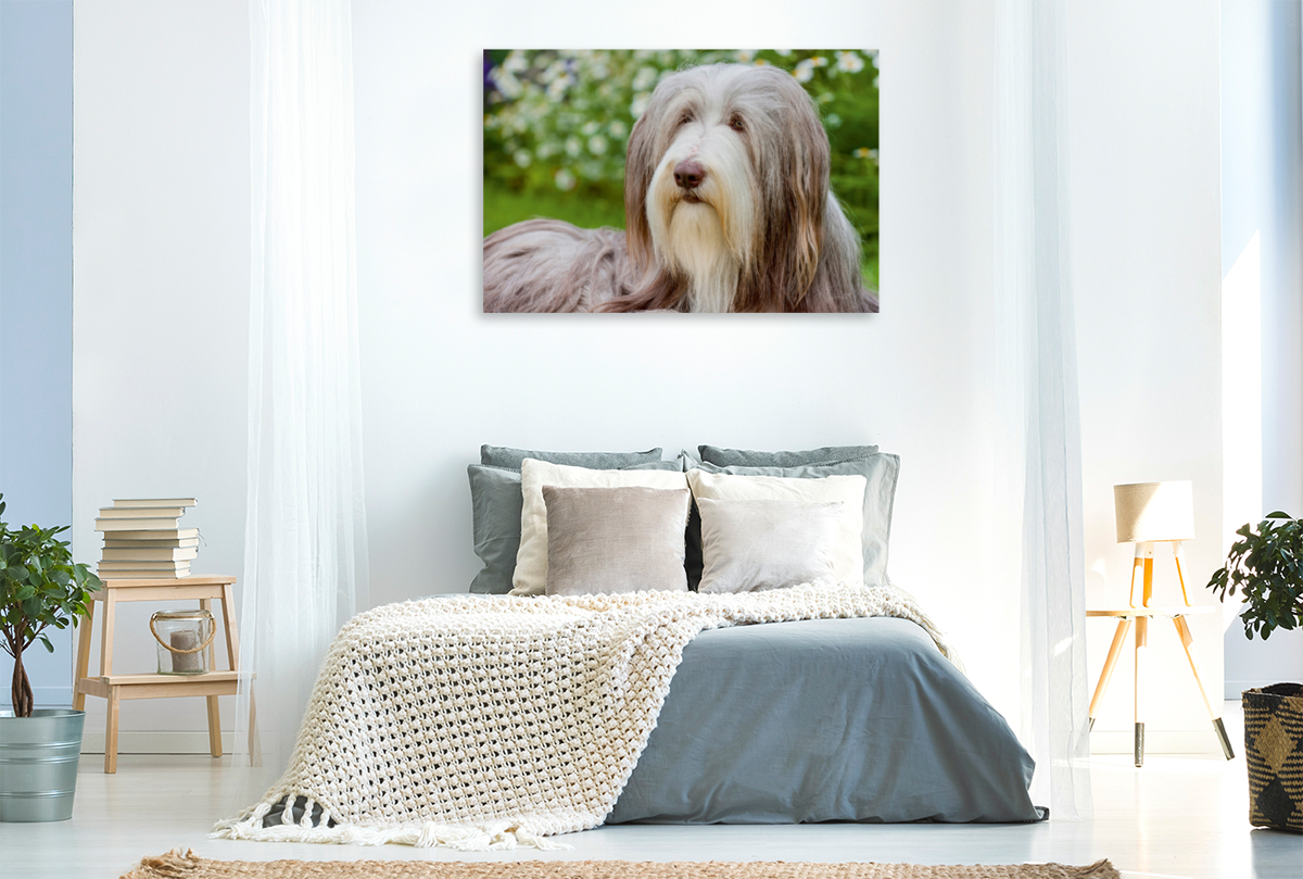 Bearded Collie Hündin