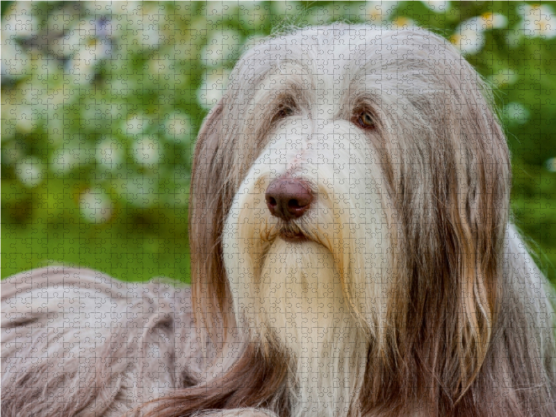 Bearded Collie Hündin