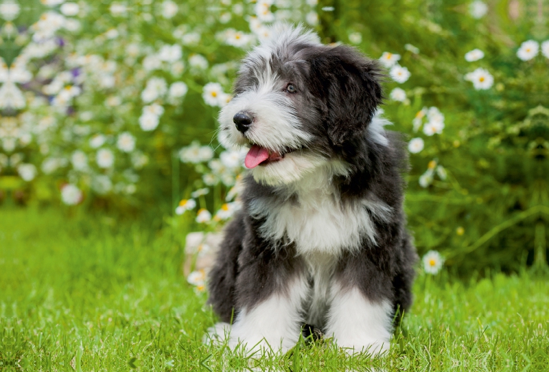 Bearded Collie Welpe