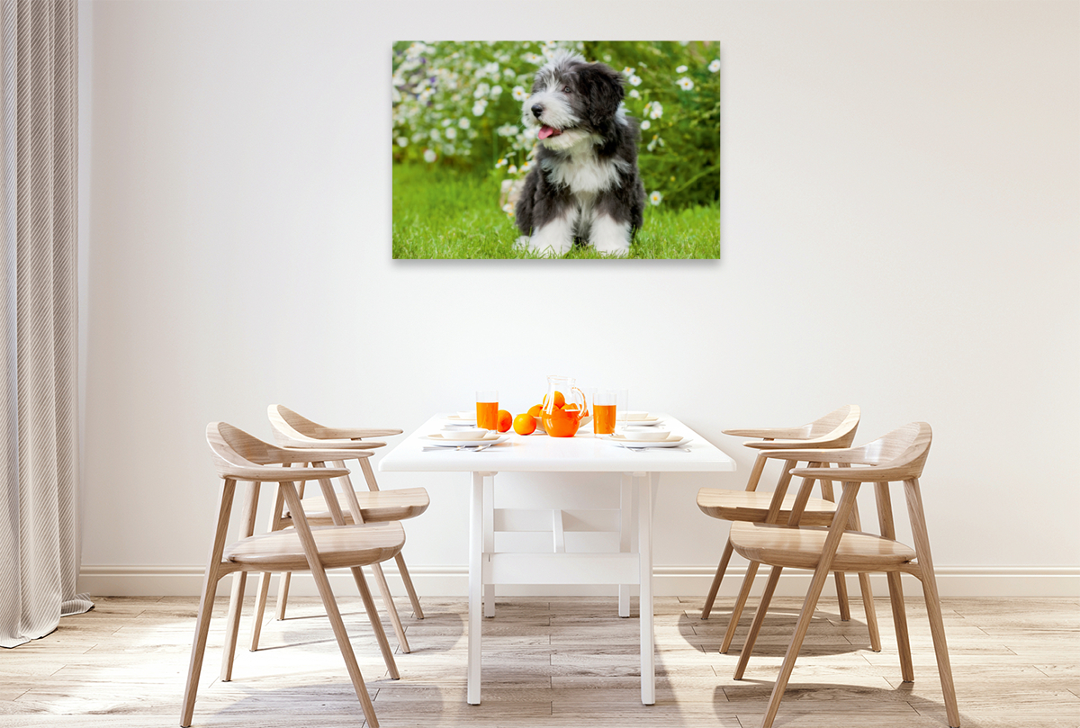 Bearded Collie Welpe