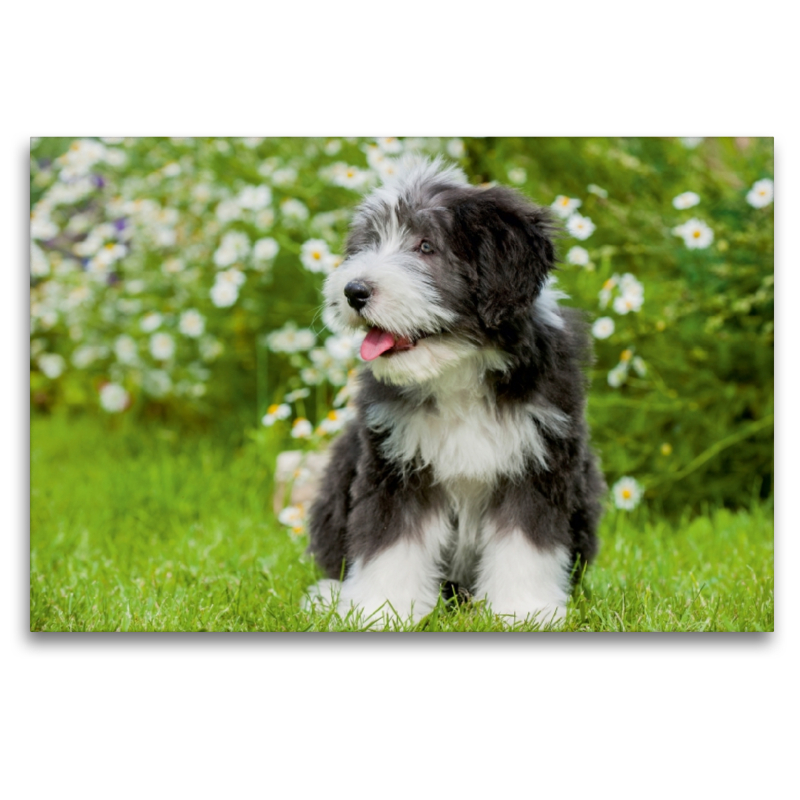 Bearded Collie Welpe