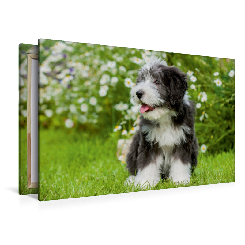 Bearded Collie Welpe