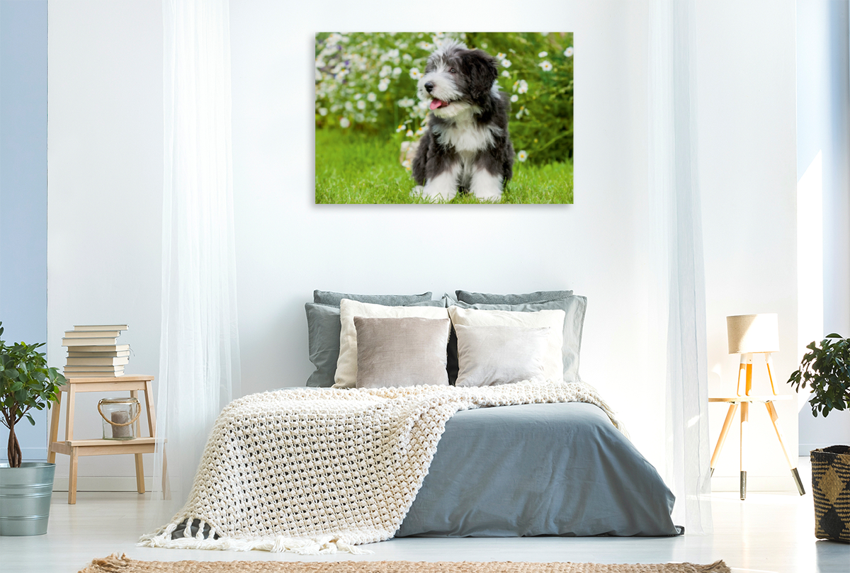 Bearded Collie Welpe