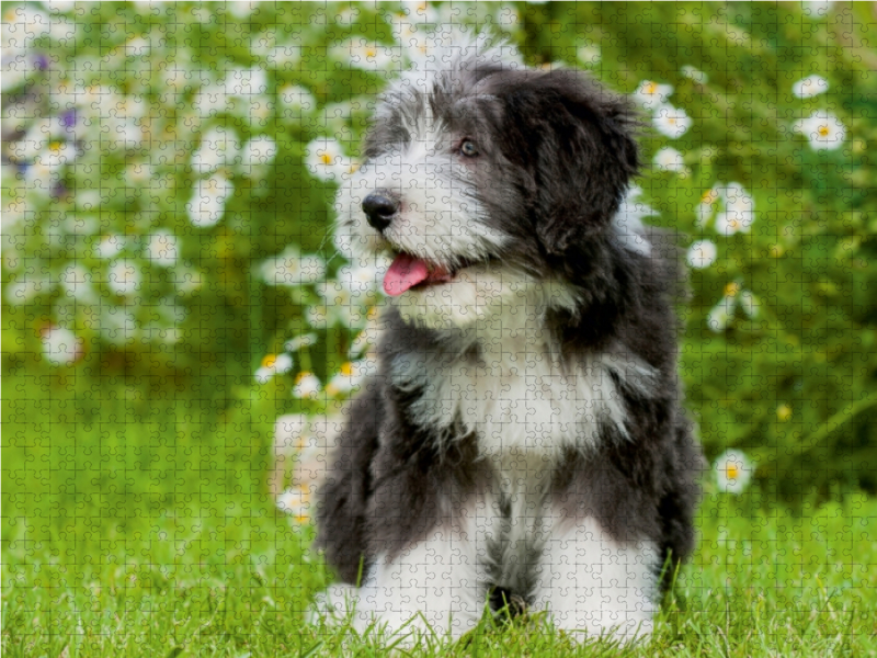 Bearded Collie Welpe