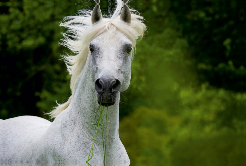 Traumpferd Lipizzaner Porträt