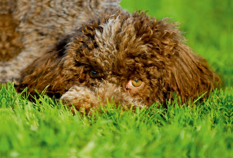 Lagotto Romagnolo - Italienischer Trüffelhund