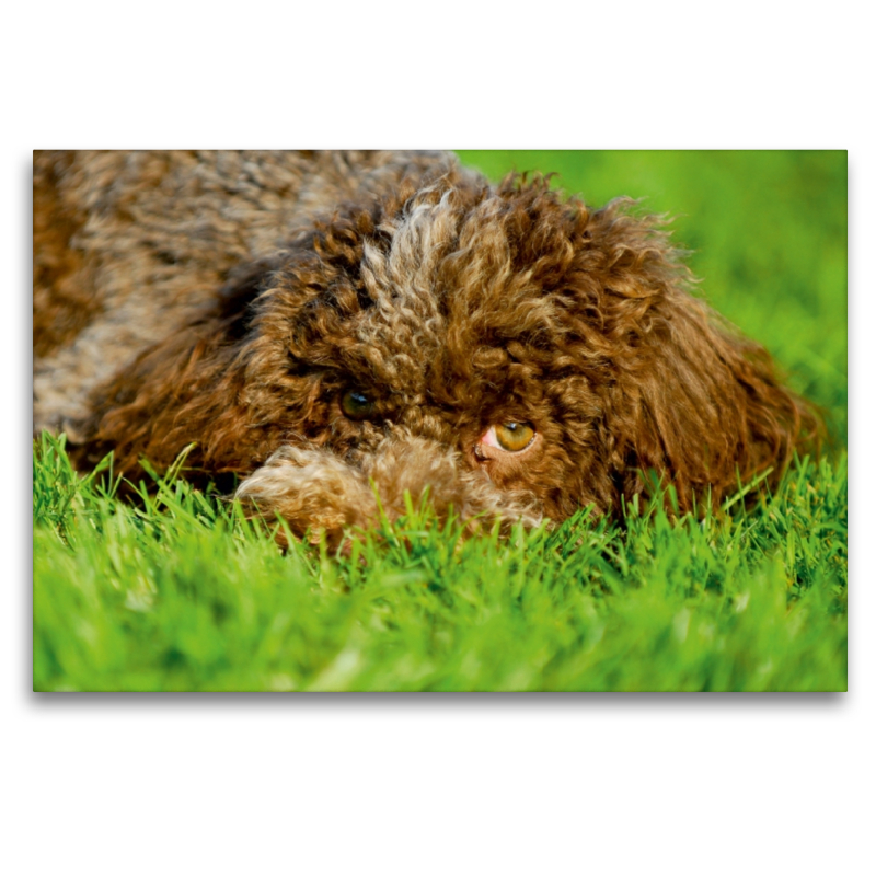 Lagotto Romagnolo - Italienischer Trüffelhund