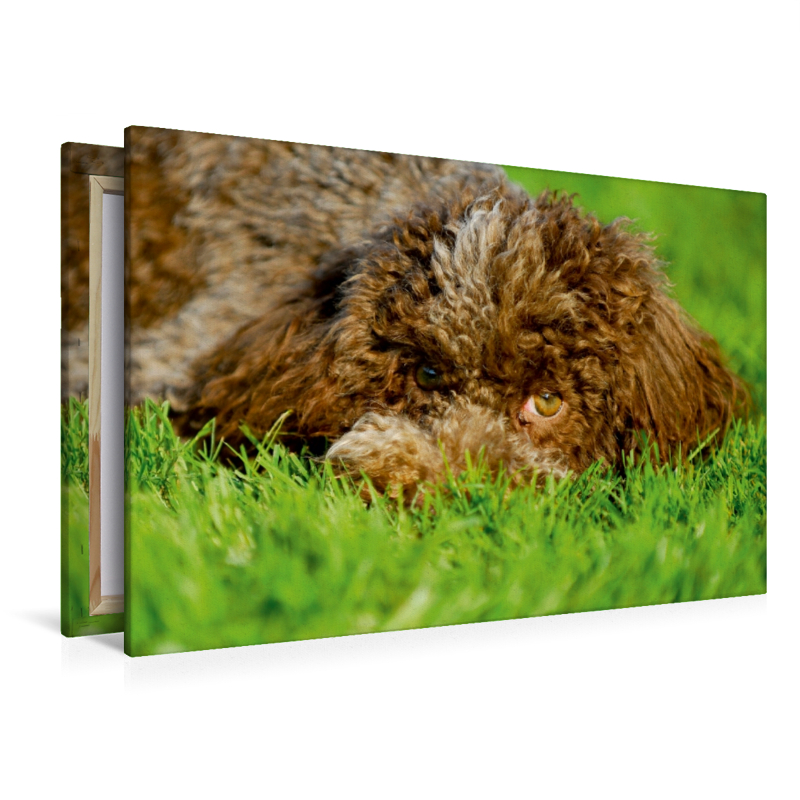 Lagotto Romagnolo - Italienischer Trüffelhund