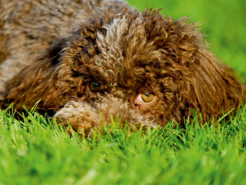 Lagotto Romagnolo - Italienischer Trüffelhund