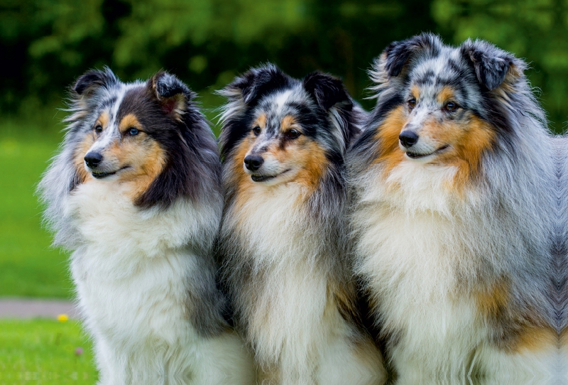 Sheltie-Trio