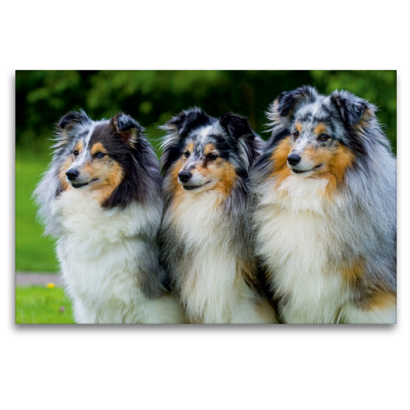 Sheltie-Trio