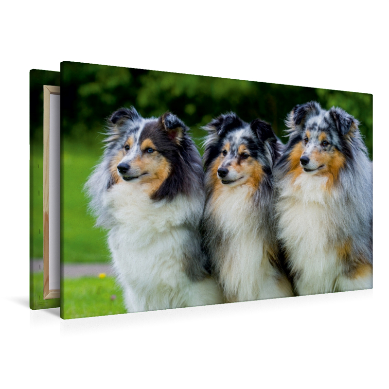 Sheltie-Trio