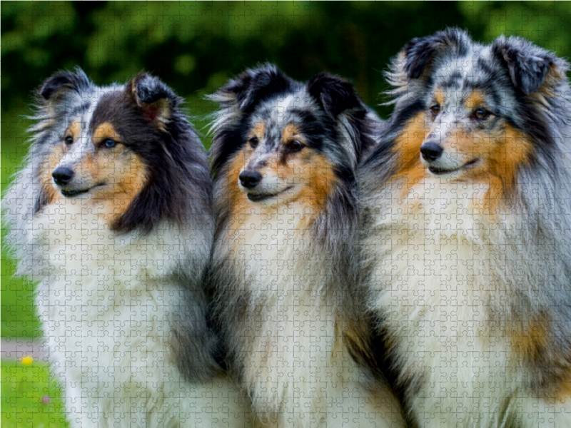 Sheltie-Trio