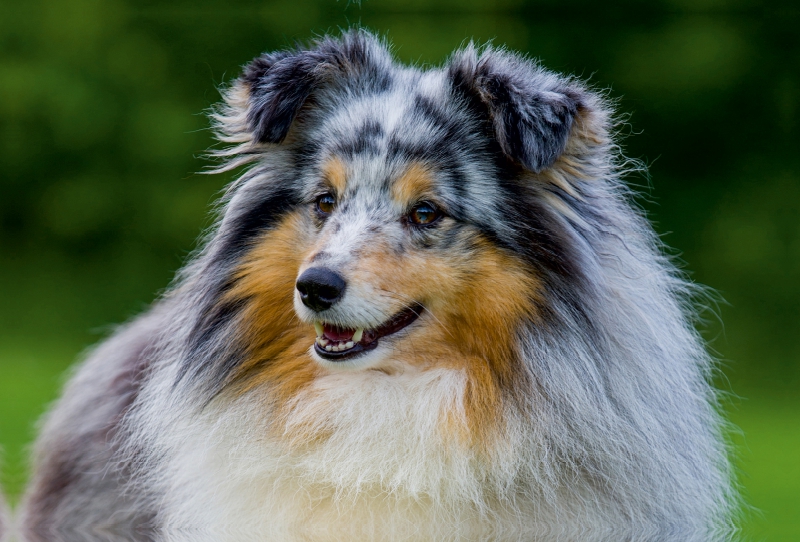 Sheltie-Porträt