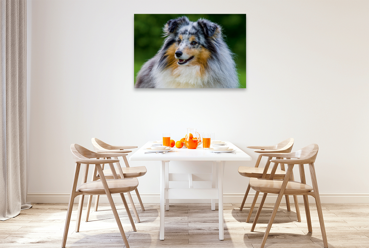 Sheltie-Porträt