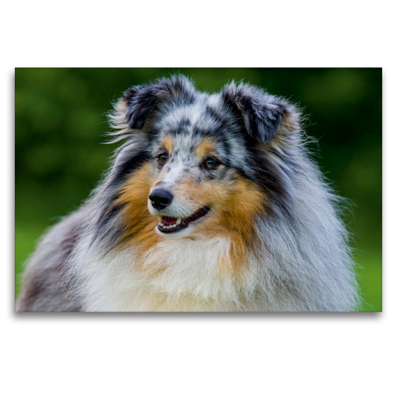 Sheltie-Porträt