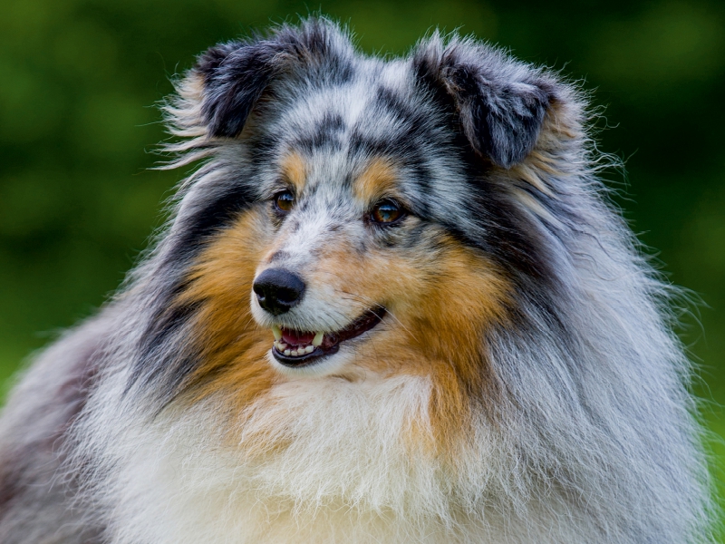 Sheltie-Porträt