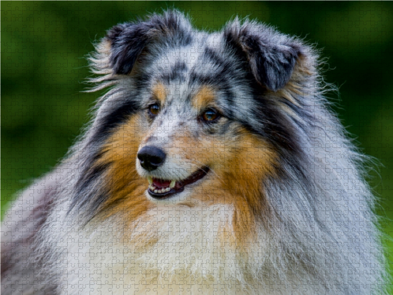 Sheltie-Porträt