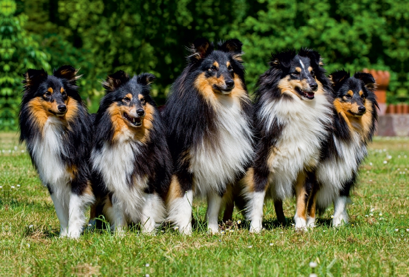 Sheltie-Gruppe