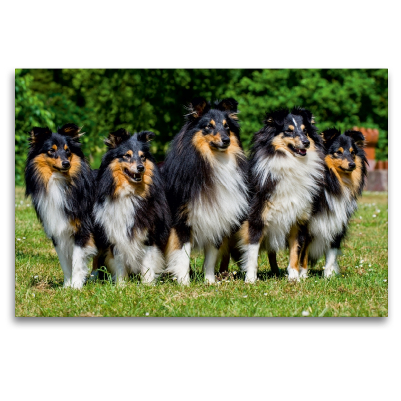 Sheltie-Gruppe