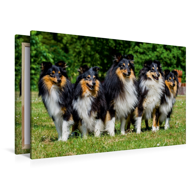 Sheltie-Gruppe