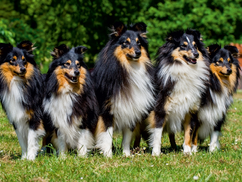 Sheltie-Gruppe