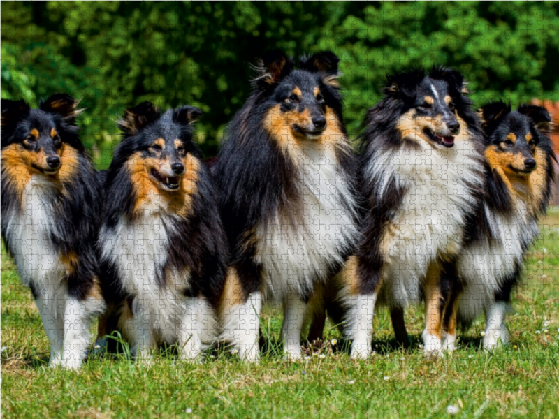 Sheltie-Gruppe