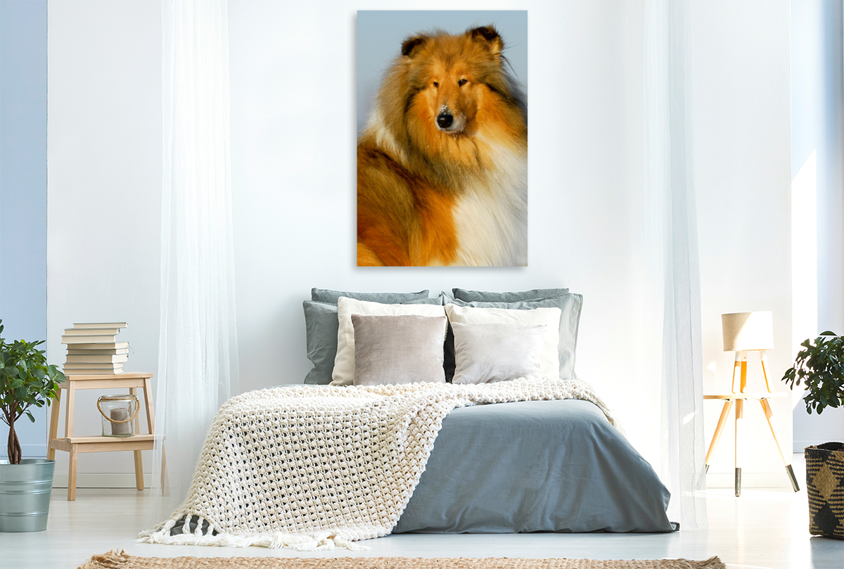 Collie Porträt