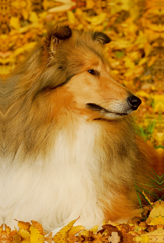 Collie - Herbstfarben