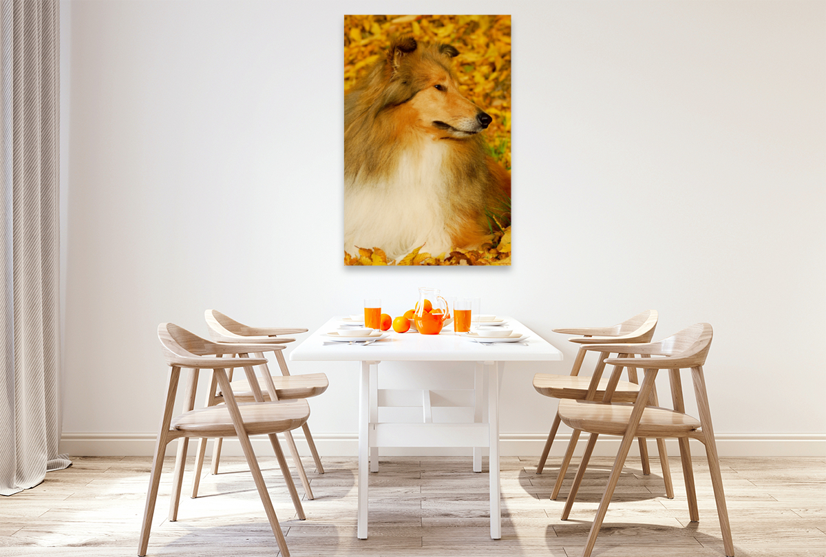 Collie - Herbstfarben