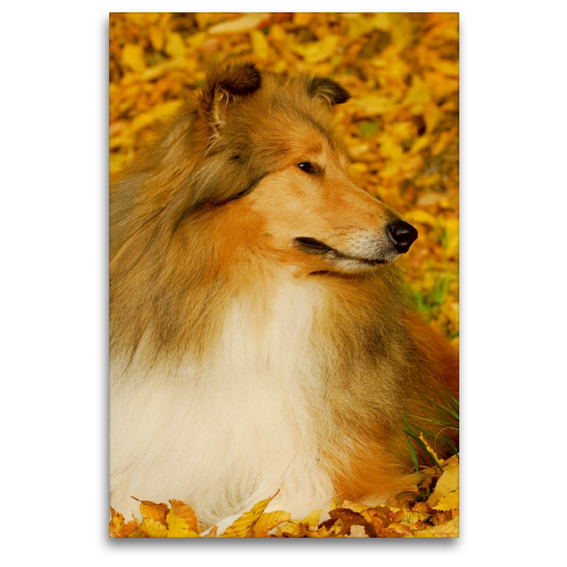 Collie - Herbstfarben